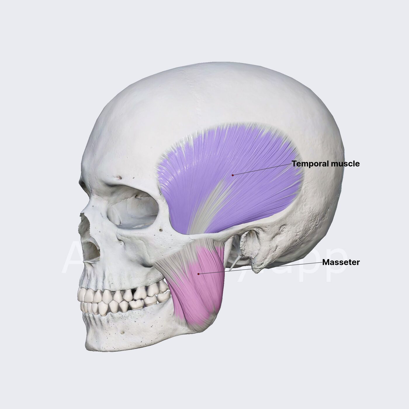 Muscoli masticatori principali