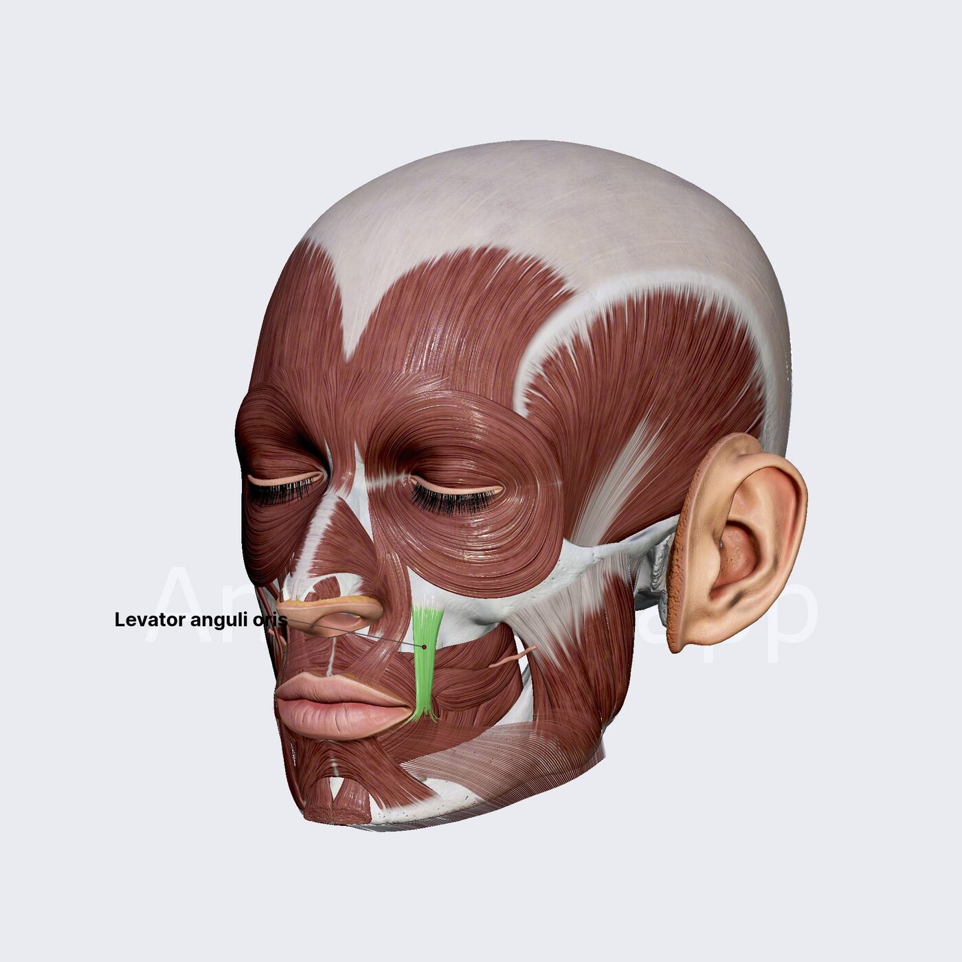 Elevatore dell'angolo della bocca