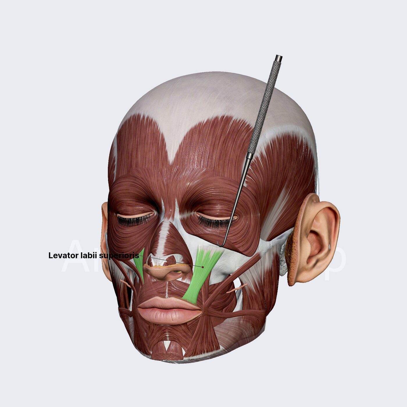 Elevatore del labbro superiore