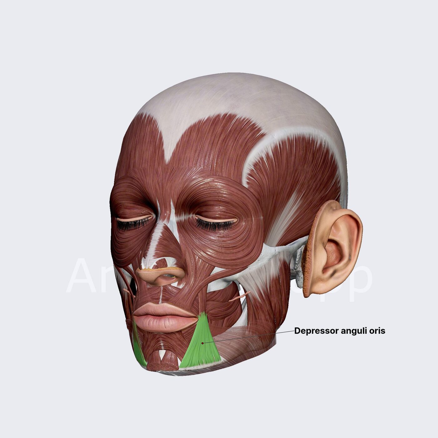 Depressore dell'angolo della bocca