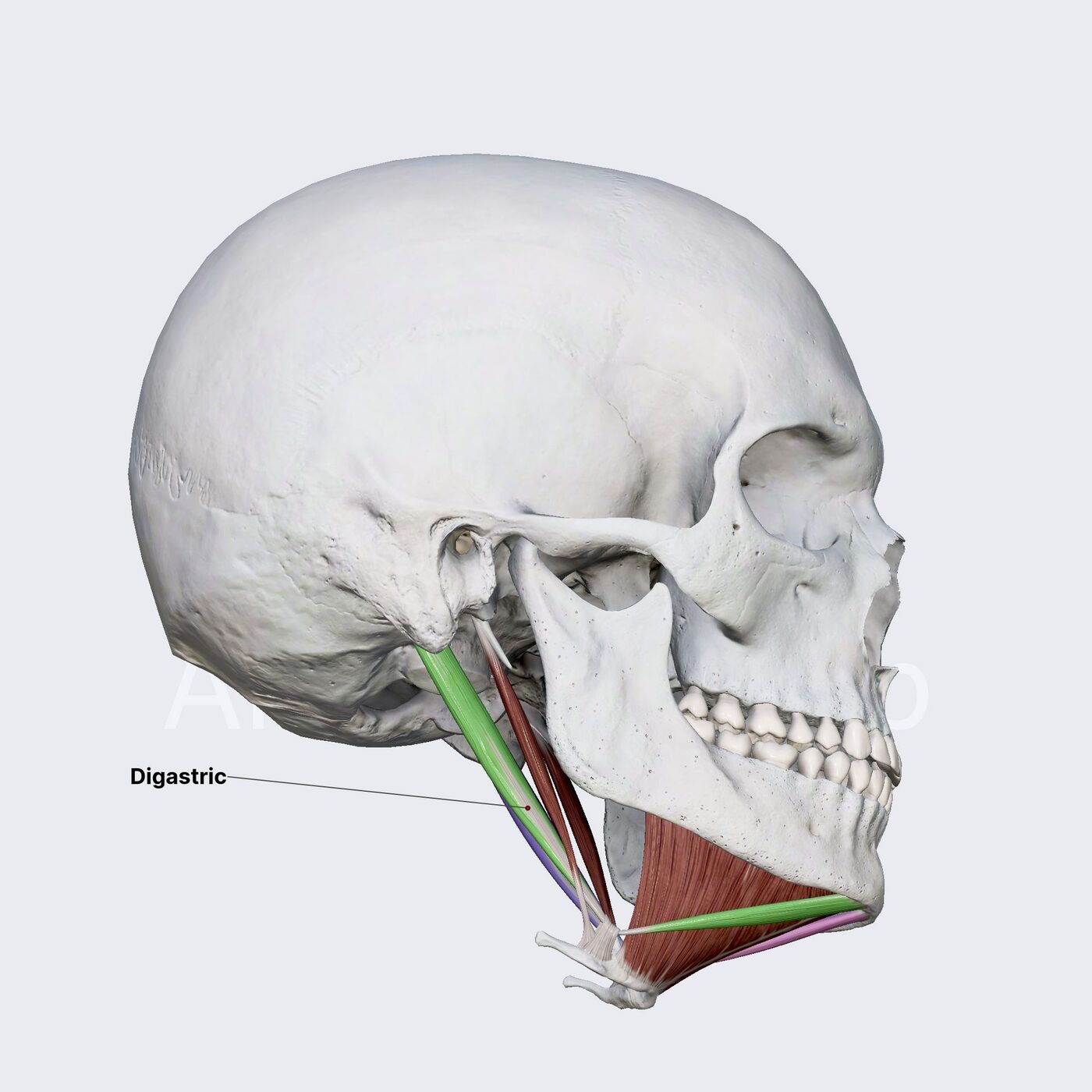 Digastrico